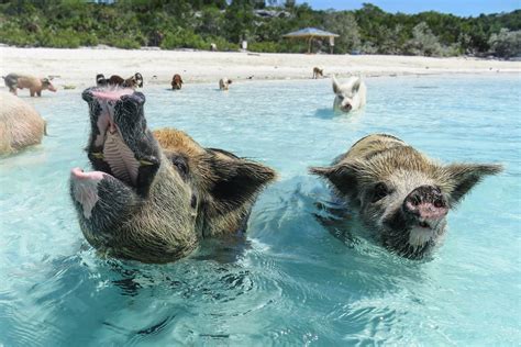 eleuthera pigs|Where To Find The Swimming Pigs Of The Bahamas 